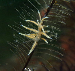 Eubranchus sp. at Anilao with UCL-165 wet lens (f/8, 1/50... by E&e Lp 